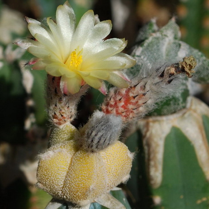 Astrophytum coahuilense