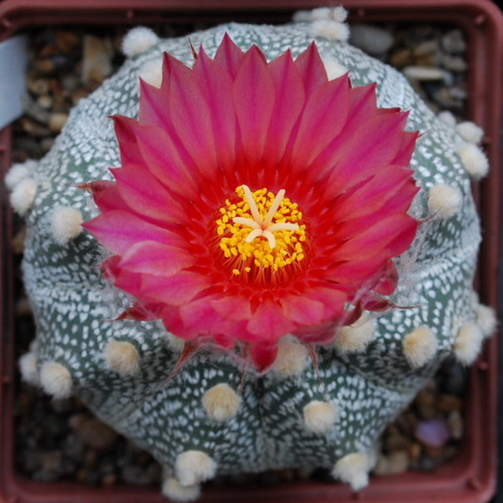 Astrophytum asterias cv. Rote Bluete