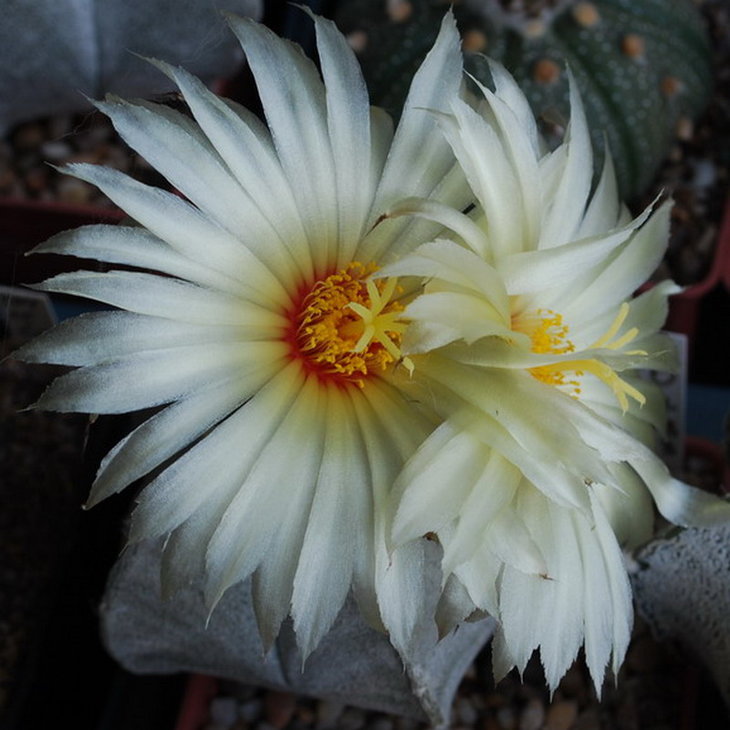 3- 1 Astrophytum coahuilense.jpg