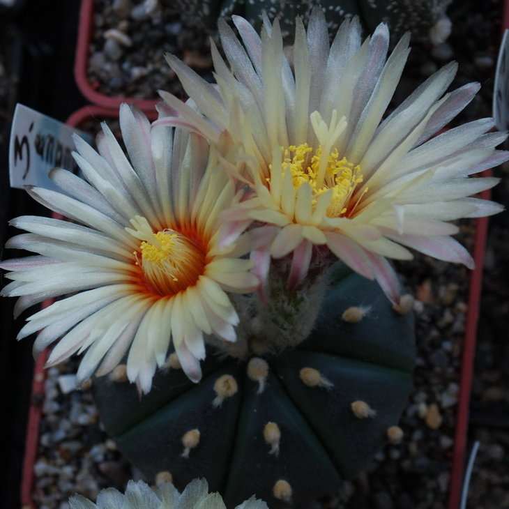3-1  Astrophytum asterias nudum.jpg