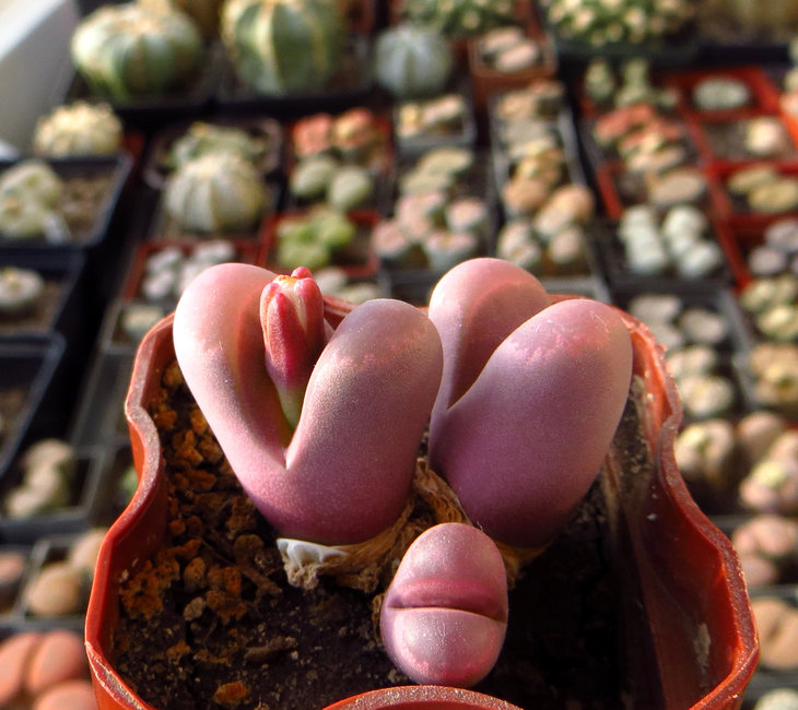 optica 'Rubra'