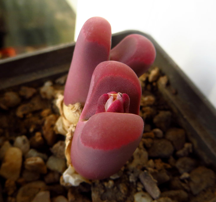 optica 'Rubra'