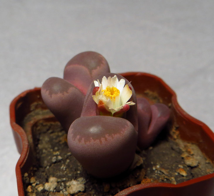 optica 'Rubra'