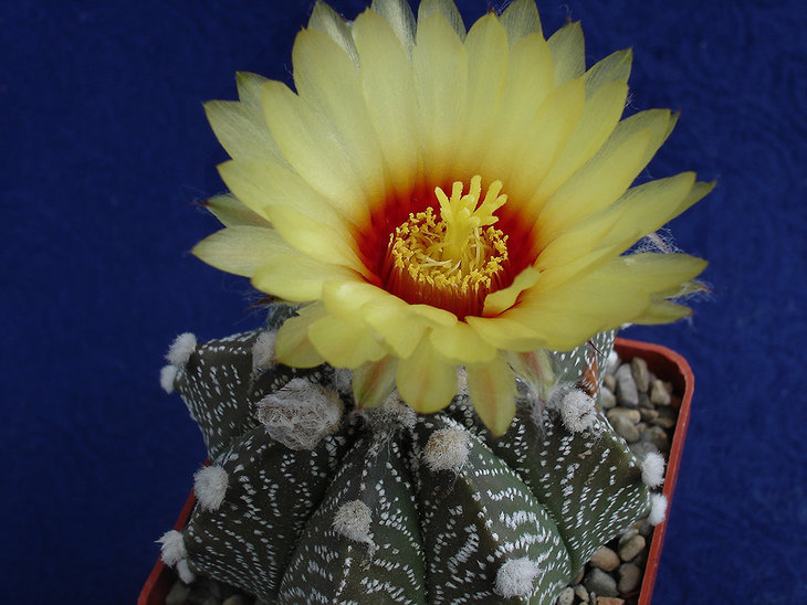 Astrophytum capas