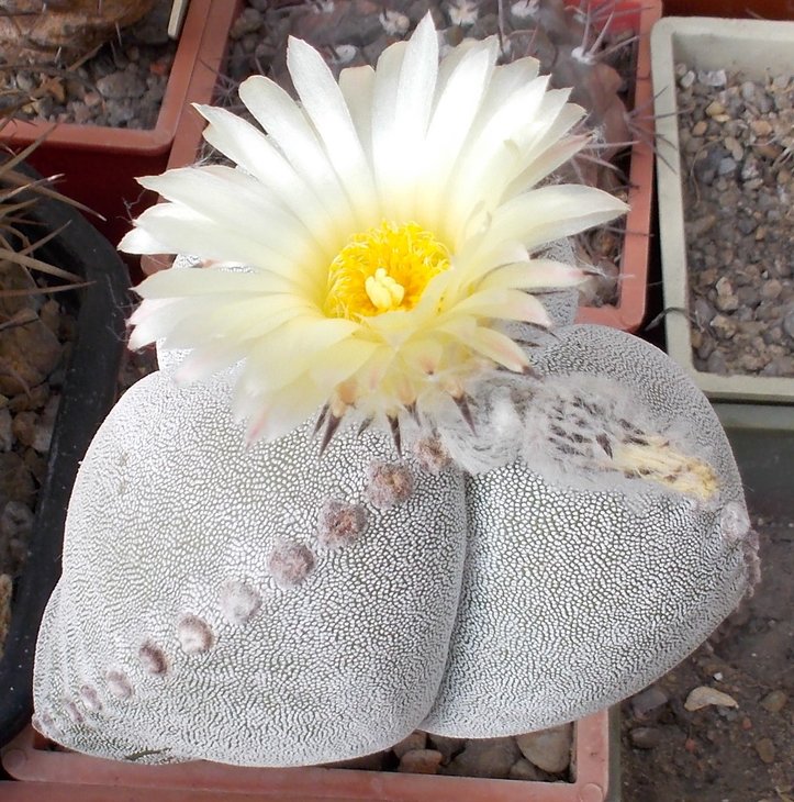 Astrophytum myriostigma var. tricostatum
