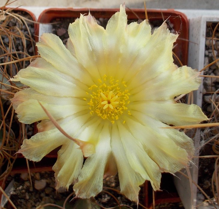 Astrophytum capricorne &quot;crassispinoides&quot;