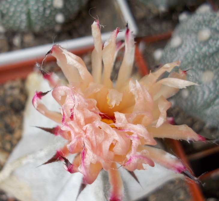 Astrophytum coahuilense