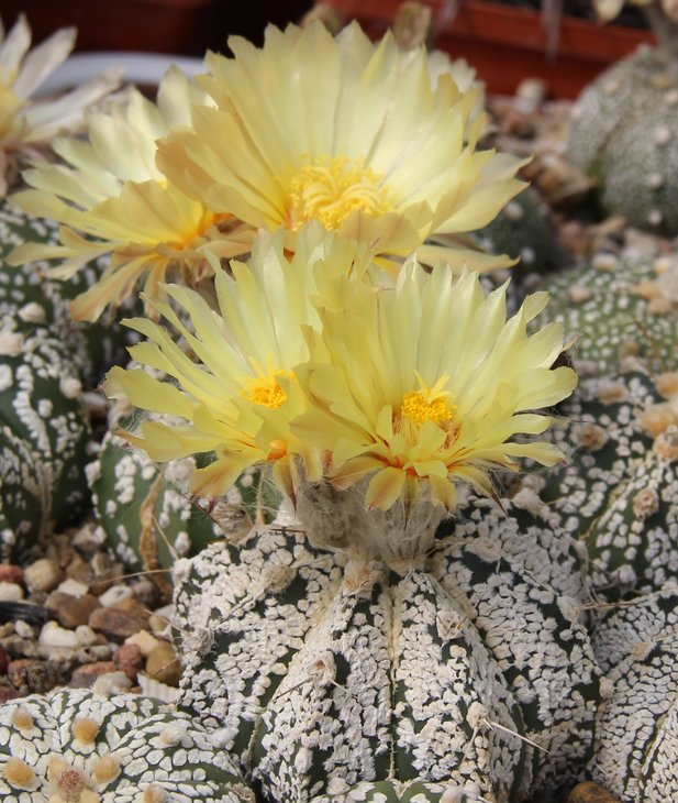 Astrophitum crassispinoides X SK