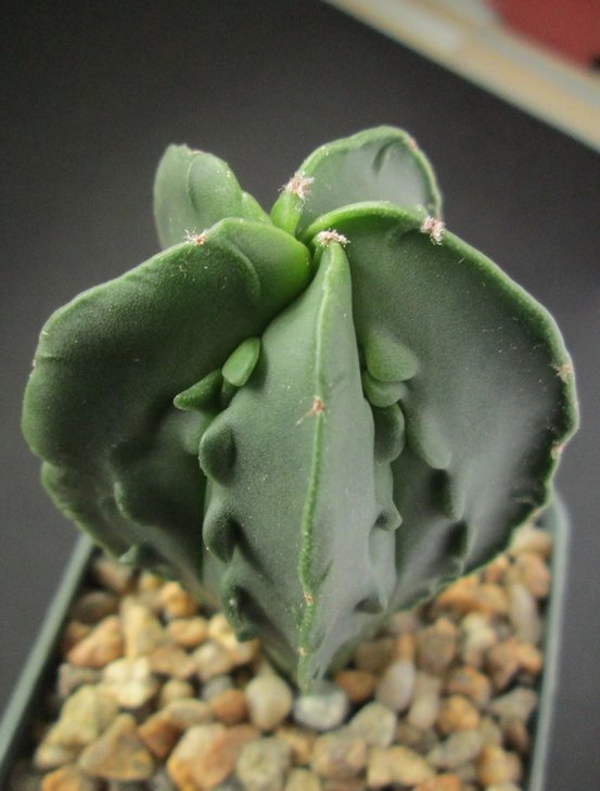 Astrophytum  myriostigma  cv. Hakugaku