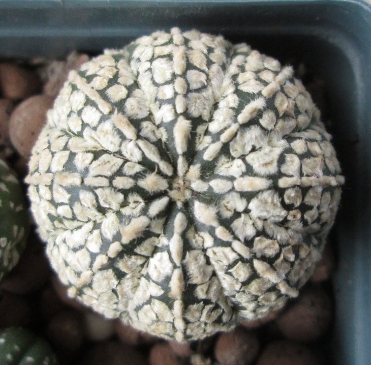 Astrophytum  asterias cv Superkabuto 'Gold'