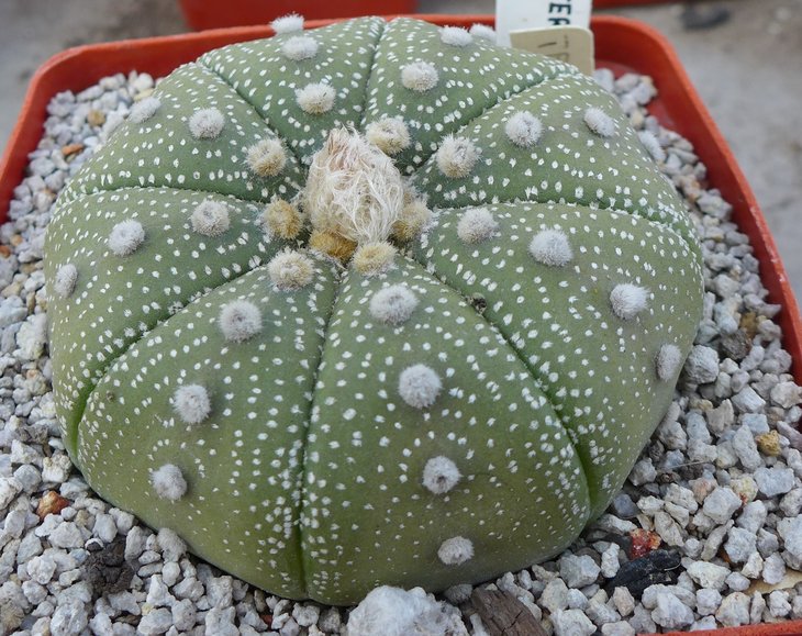 Astrophitum asterias