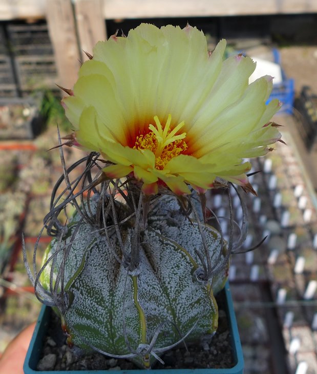 Astrophitum capricorne