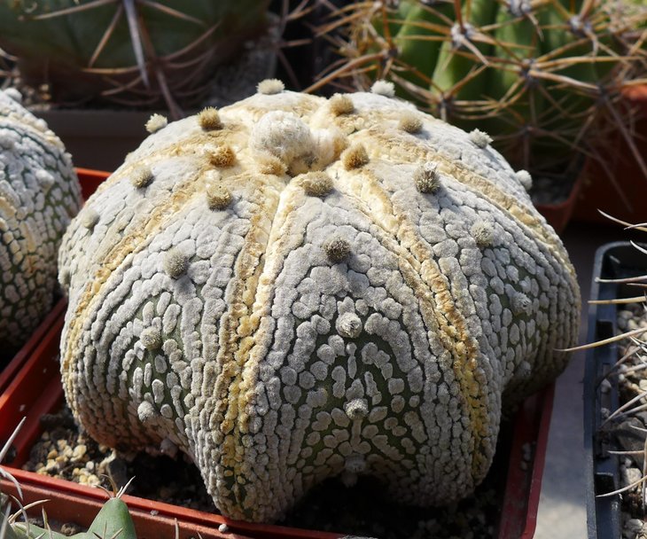 Astrophitum  asterias cv. superkabuto