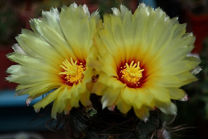 Astrophytum capricorne