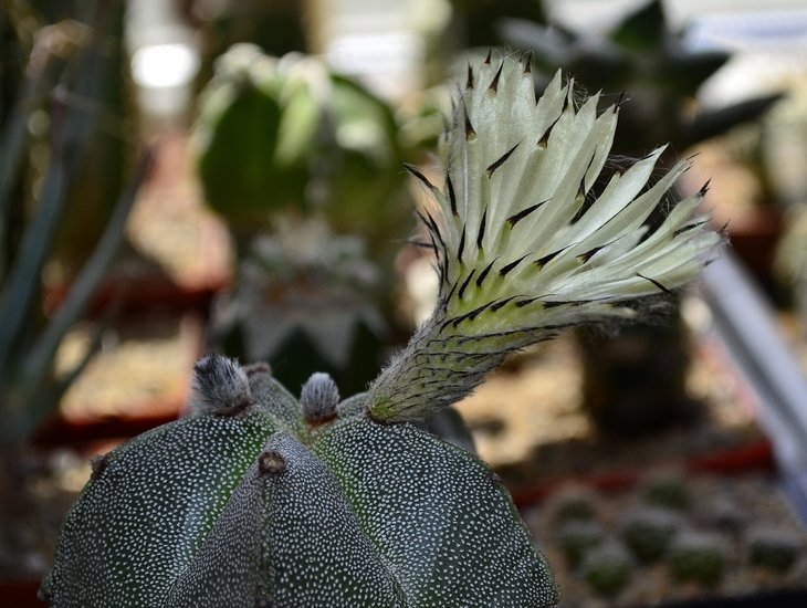 Astrophytum myriostigma