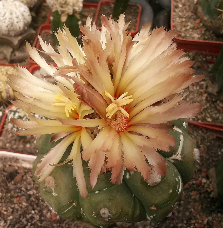 Astrophytum asterias cv. KIKKO nudum