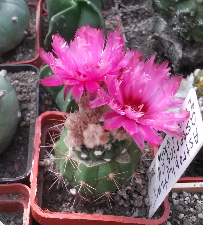 Astrophytum asterias сv. Kikko Llizard Skin, red flower