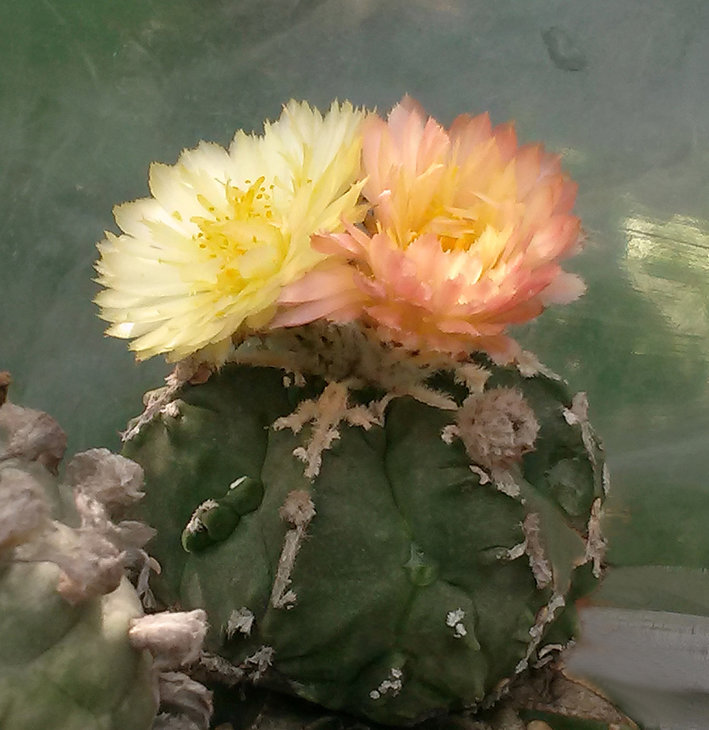 Astrophytum myriostigma cv Hakugaku Japan
