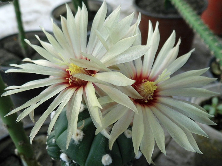 Astrophytum asterias cv.