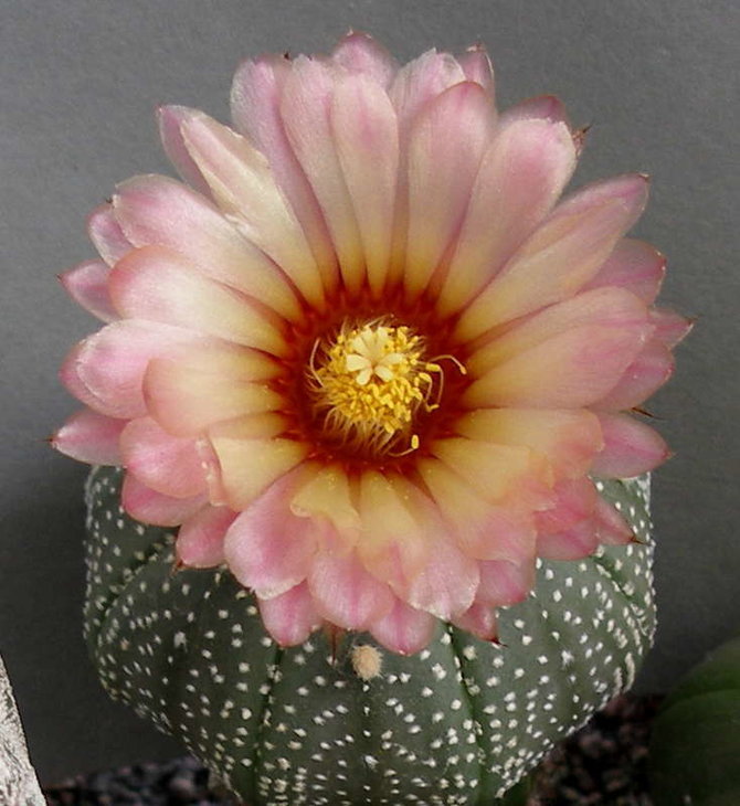 Astrophytum asterias cv.'Rote Bluete