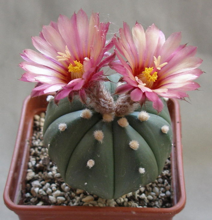 Astrophytum. hybrid