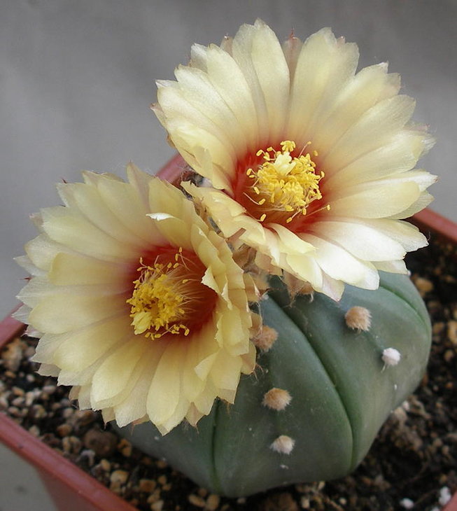 Astrophytum. hybrid
