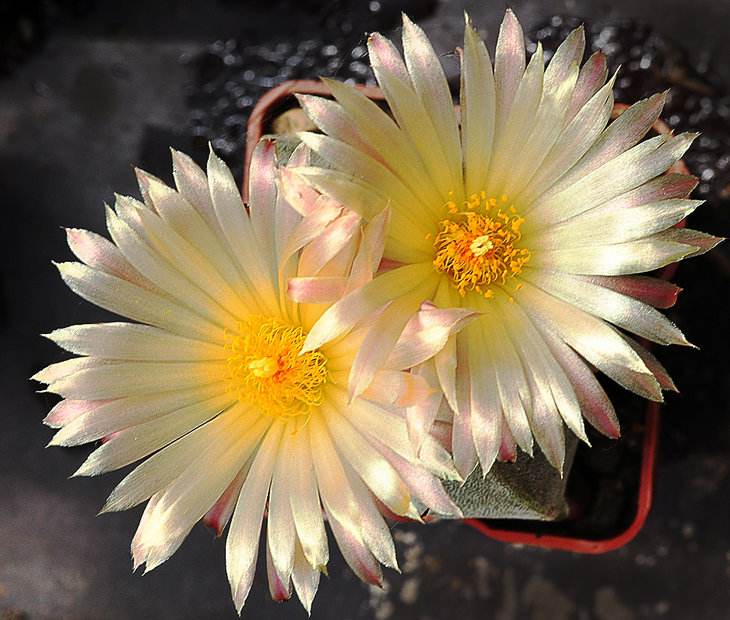 Astrophytum myriostigma