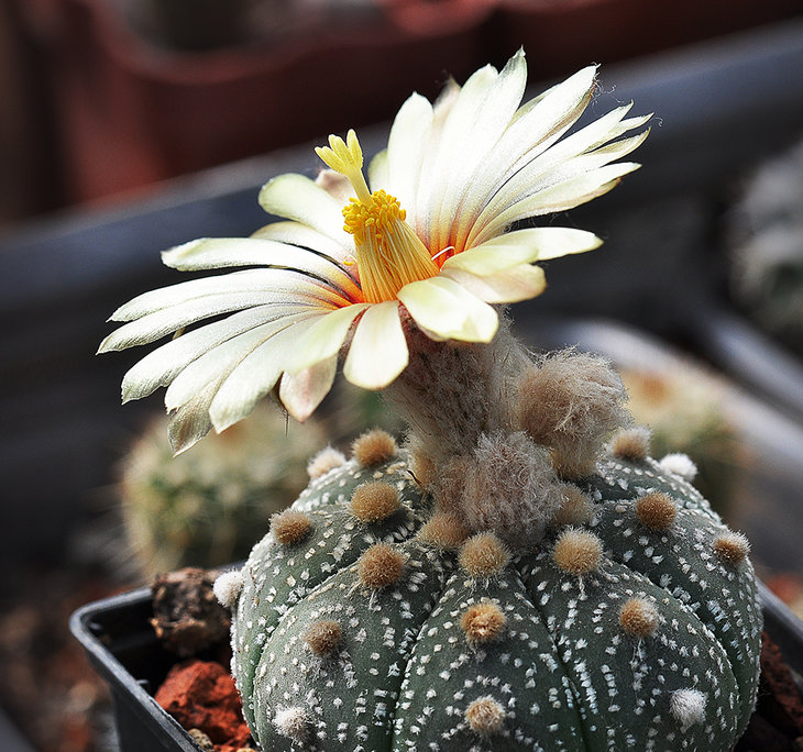 Astrophytum asterias