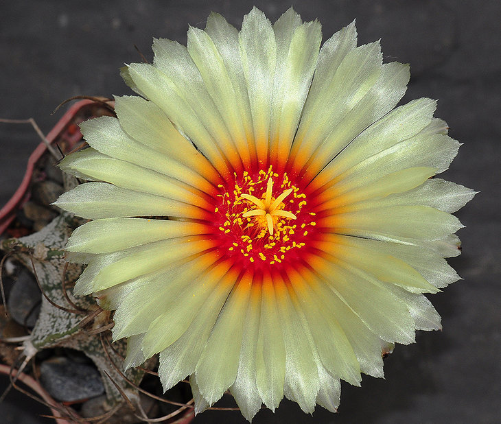 Astrophytum capricorne