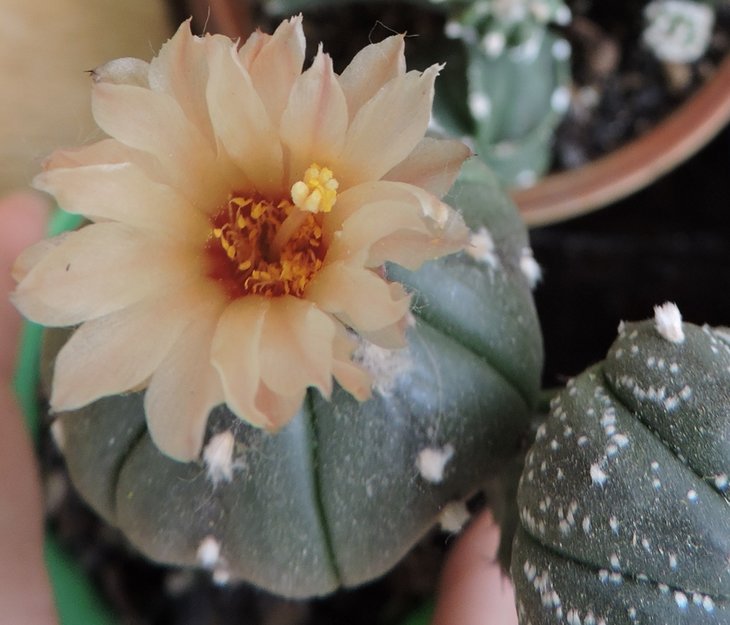 Astrophytum asterias 5+5 гибрид