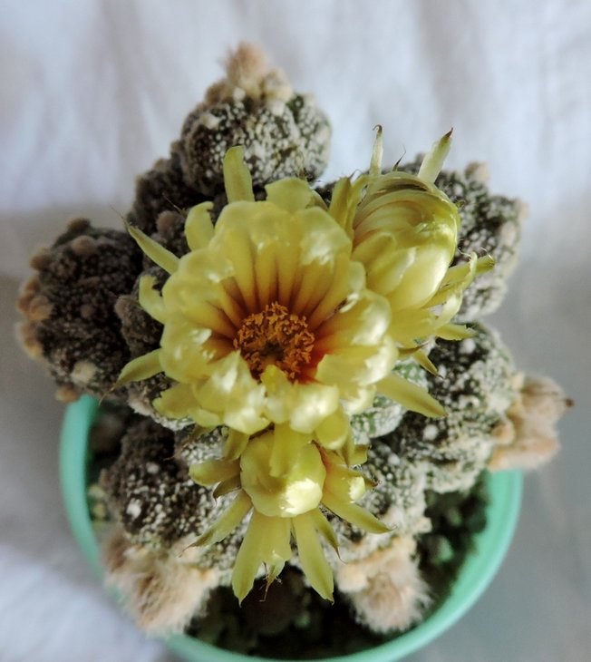Astrophytum asterias cv  FUKURYU SK