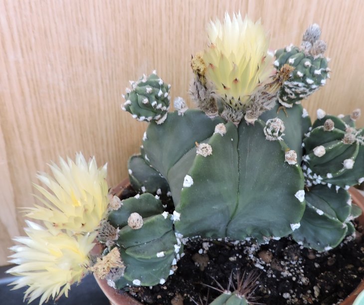 Astrophytum myriostigma v. nudum.JPG