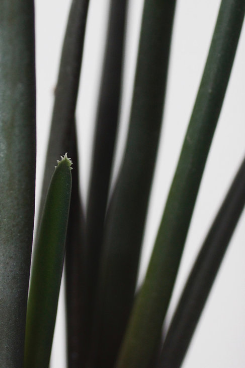 Aloe suzannae