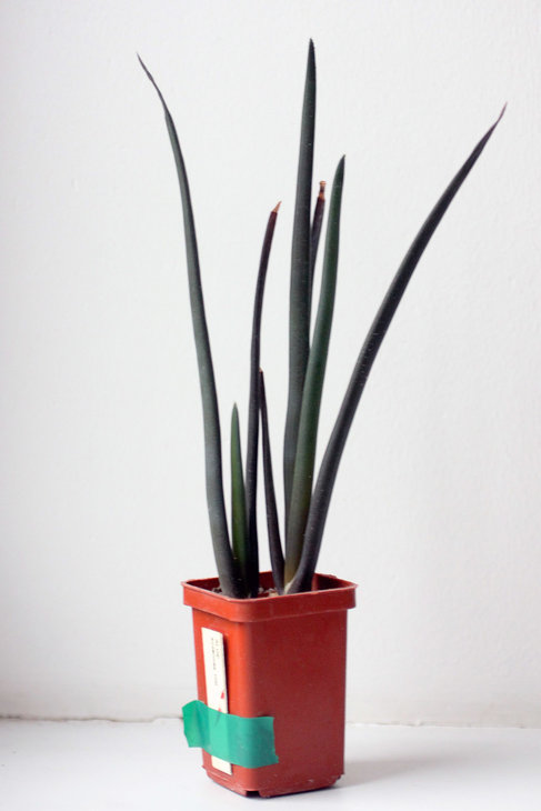 Aloe suzannae