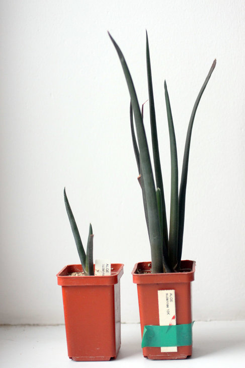 Aloe suzannae. Разница между посевами - один год.