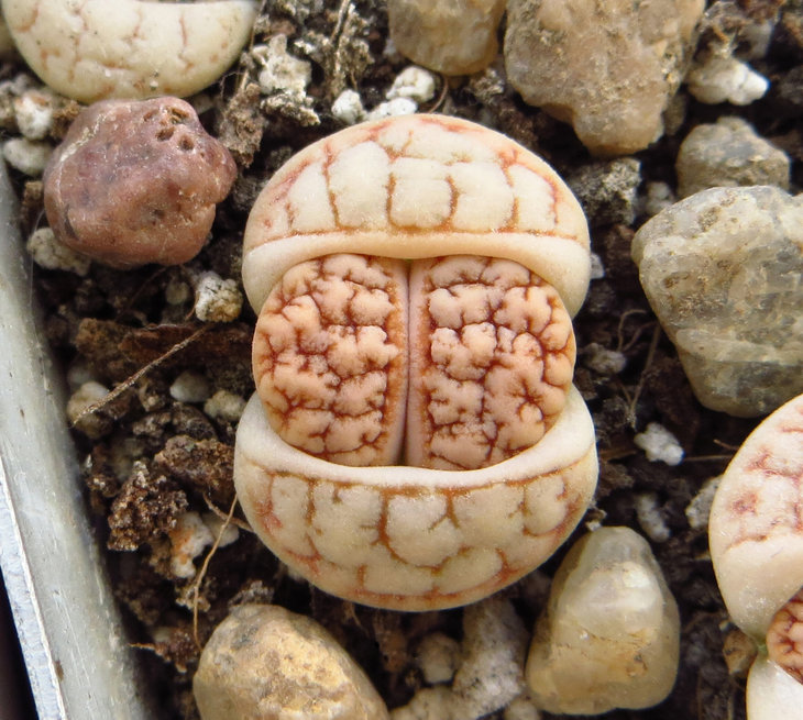 gracilidelineata v. waldroniae С189