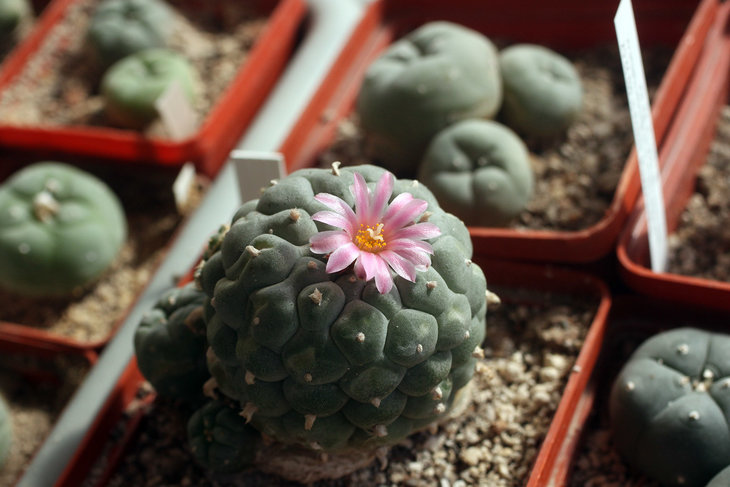 Lophophora fricii