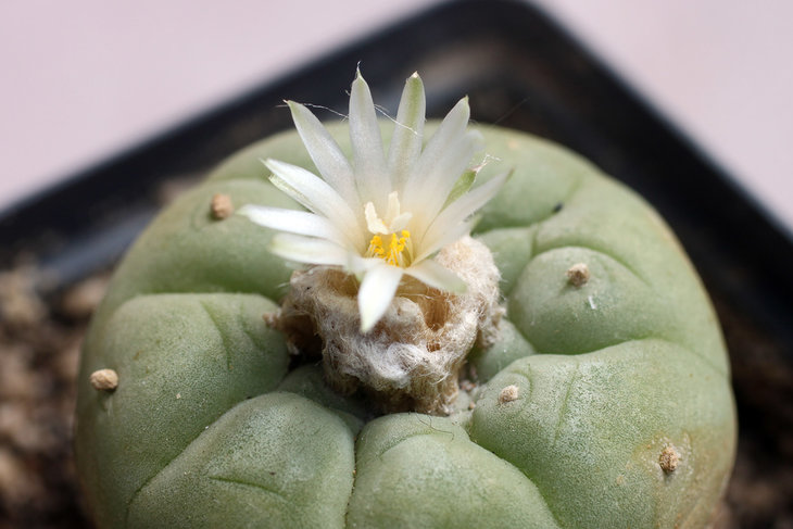 Lophophora fricii v. albiflora