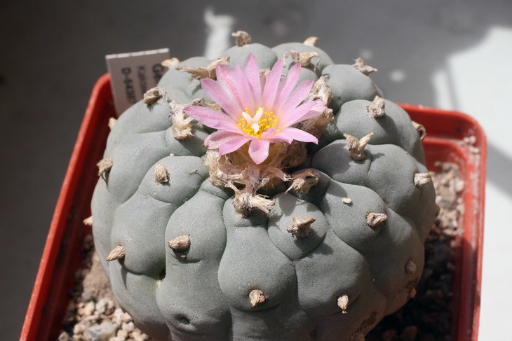 Lophophora fricii