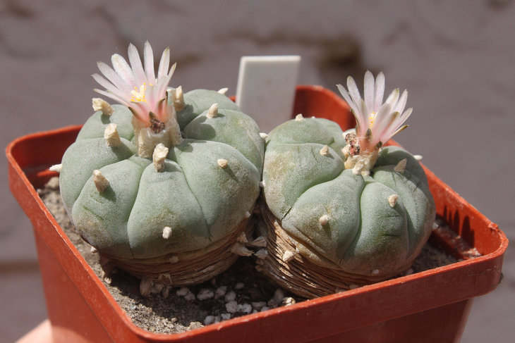Lophophora williamsii El Soledad, Nuevo Leon (южная форма, двухголовое растение)