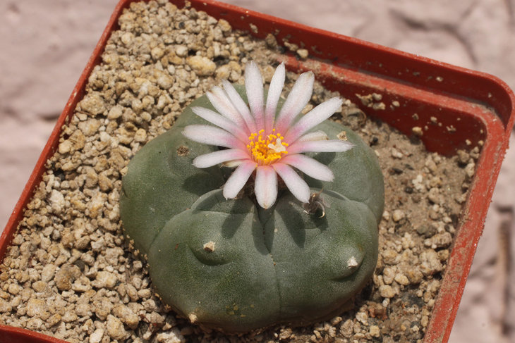 Lophophora williamsii, Huizache, SLP (южная форма; то, что Хальда описал, как ssp. grymii - растения с формой шестерни, цветок с длинными ланцетовидными лепестками)