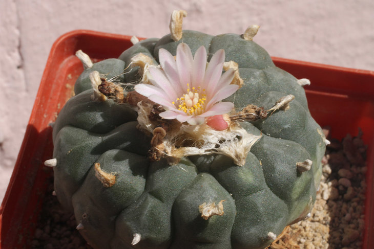Lophophora williamsii, Jim Hogg county, Texas (северная форма; растения быстро переходят к 13 ребрам)
