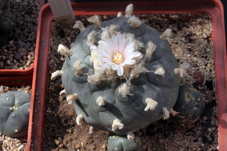 Lophophora williamsii (северная форма; крупная williamsii, которая как раз переходит от 8 к 13 рёбрам)