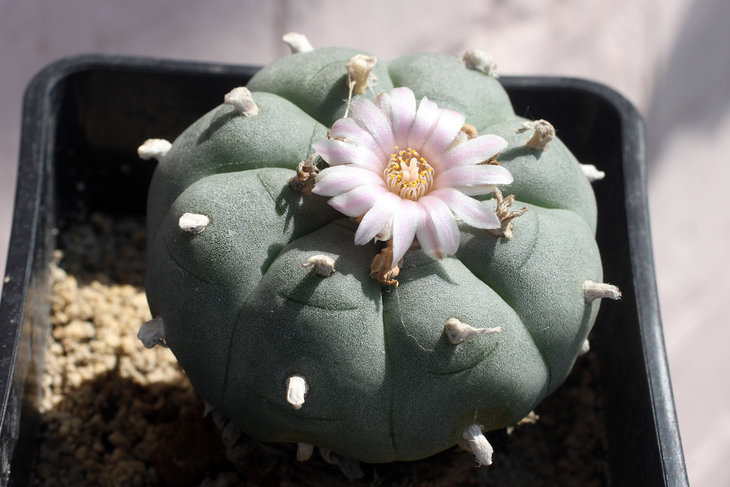 Lophophora williamsii (северная форма; растение стояло на самой жаре, из-за чего цветок максимально раскрылся)