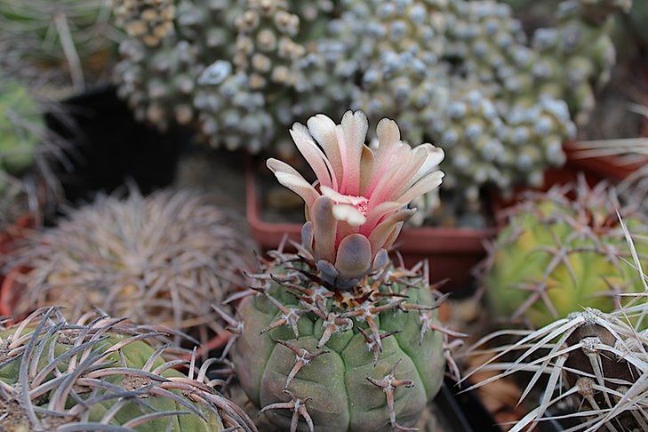 Spegazzinii v unguispinum