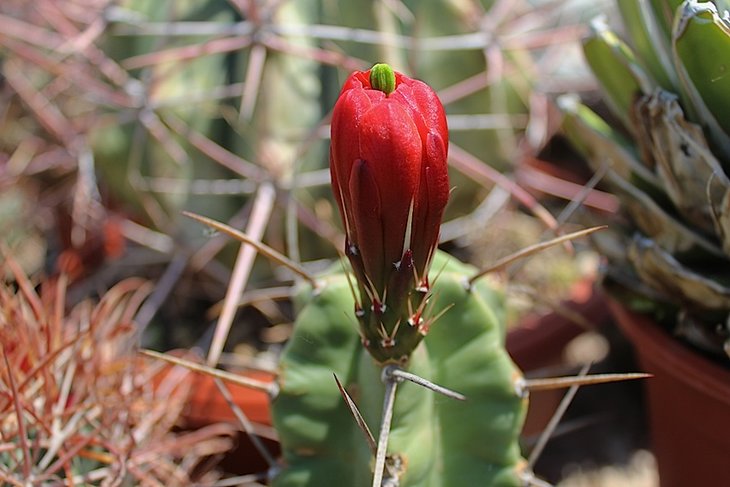 echinocereus triglochidiatus