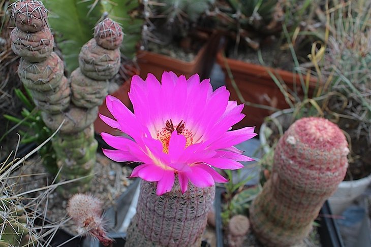 echinocereus rigidissimus var. rubrispinus