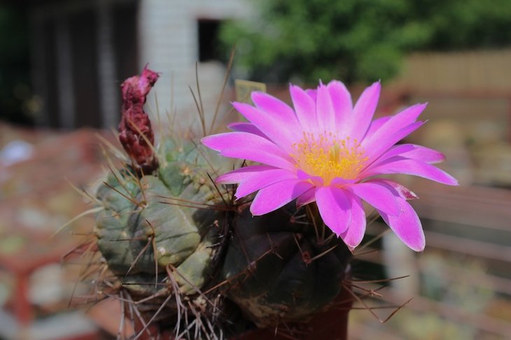 echinocereus knippelianus