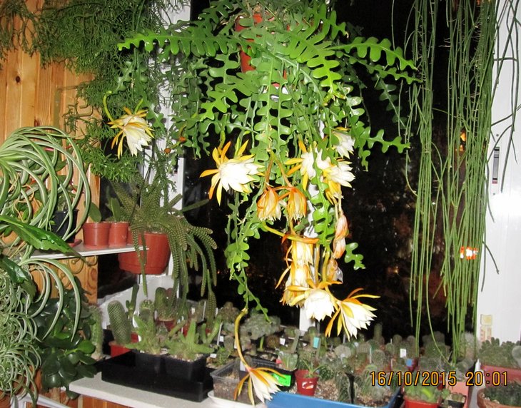 ФОТО 2. Epiphyllum anguliger