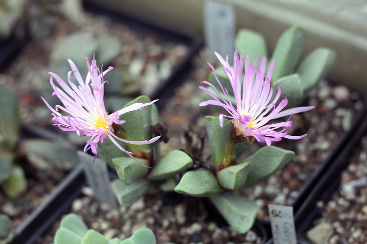 Cheiridopsis purpurea